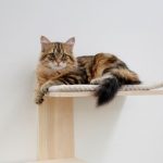 MEWOOFUN Veelzijdige kattenklimmer met 4 niveaus boven de deur, kattenklimmer, boomtoren met vloerbedekking, plankbal, speelgoed voor binnenkatten (deurgemonteerd-65 H X 25,5 L X 21,8W